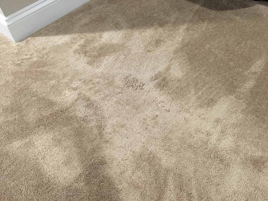Worn Down Living Room Carpet Carpet